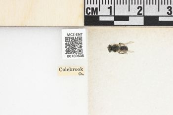 Media type: image;   Entomology 769608 Aspect: Labels